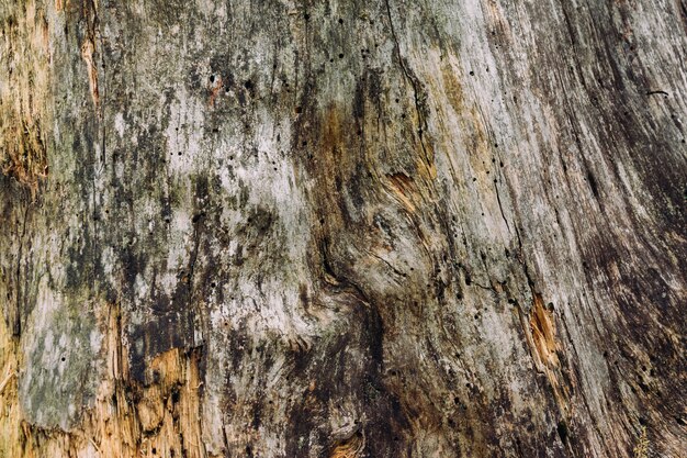 Nahaufnahmeaufnahme der hölzernen Beschaffenheit eines Baumes