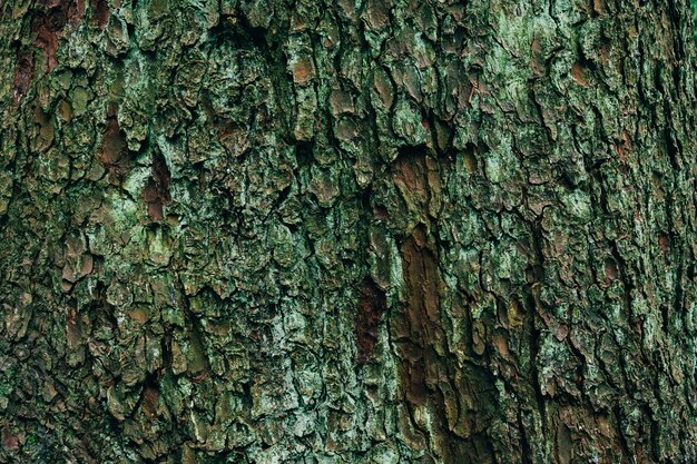 Nahaufnahmeaufnahme der hölzernen Beschaffenheit eines Baumes