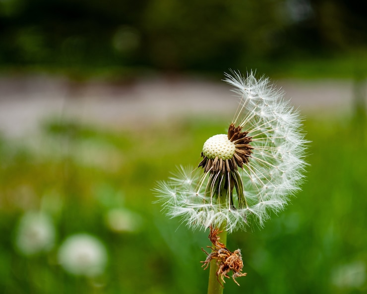 Kostenlose Foto nahaufnahmeaufnahme der löwenzahnblume