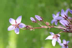 Kostenloses Foto nahaufnahmeaufnahme der purpurblühenden blume im garten an einem sonnigen tag