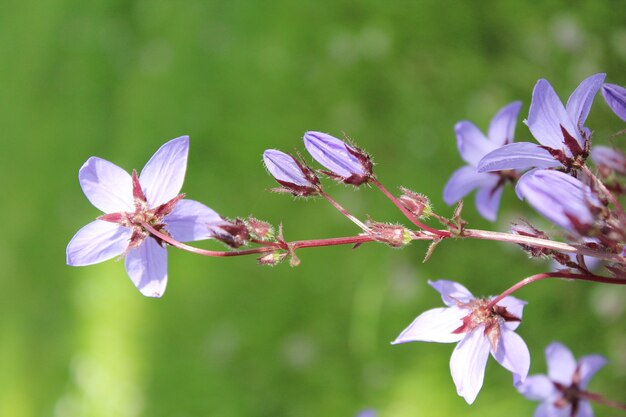 Nahaufnahmeaufnahme der purpurblühenden Blume im Garten an einem sonnigen Tag