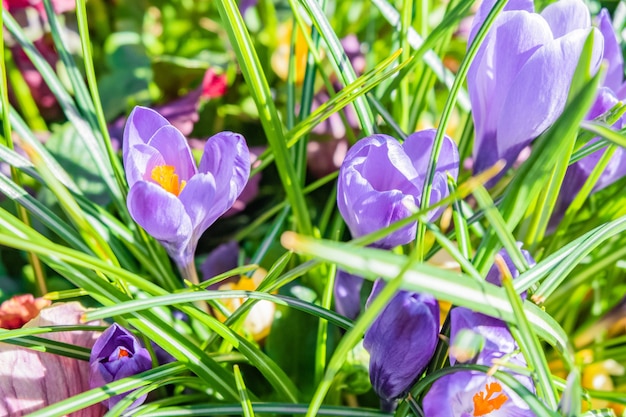 Nahaufnahmeaufnahme der purpurnen und weißen Frühlingskrokusblumen