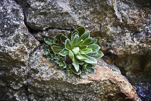 Kostenloses Foto nahaufnahmeaufnahme der pyramidal saxifrage pflanze, die durch die steine wächst