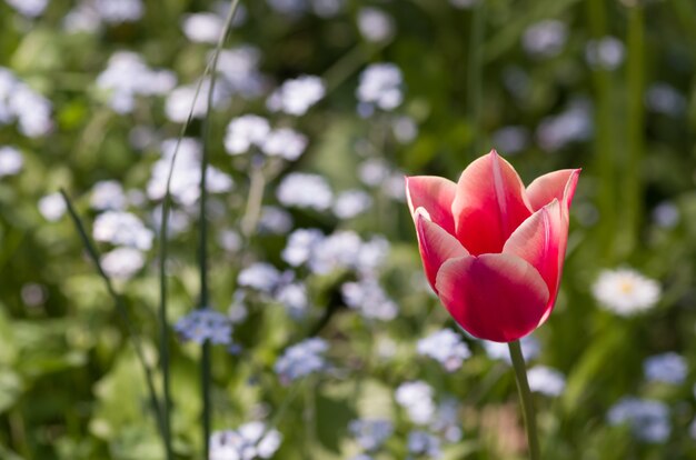 Nahaufnahmeaufnahme der rosa Tulpenblume mit einem Bokehhintergrund