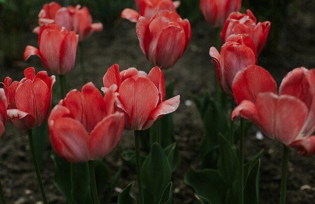 Nahaufnahmeaufnahme der roten Tulpenblumen