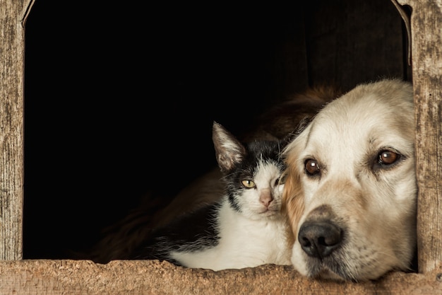 Nahaufnahmeaufnahme der Schnauzen eines niedlichen Hundes und einer Katze, die Wange an Wange sitzt