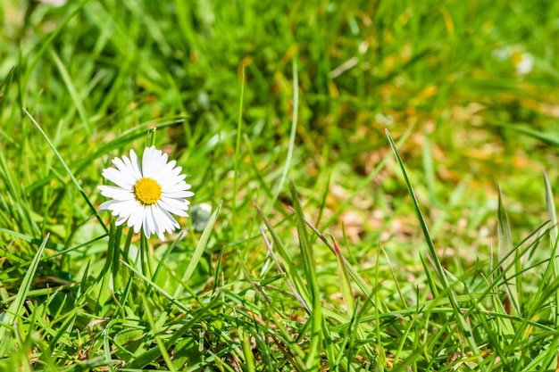 Kostenloses Foto nahaufnahmeaufnahme der schönen gänseblümchen im garten unter dem sonnenlicht