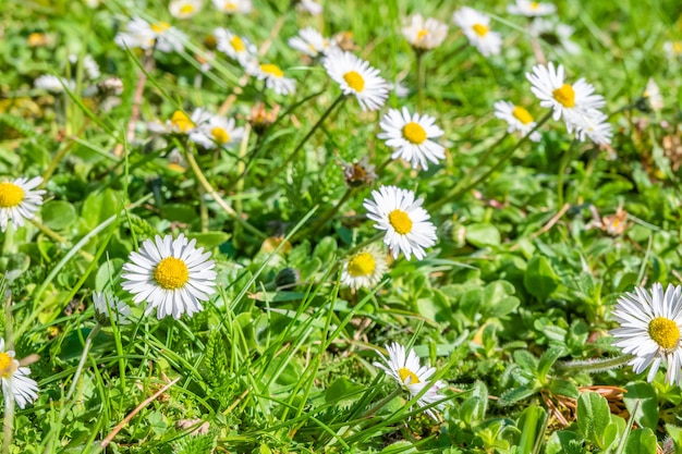 Nahaufnahmeaufnahme der schönen Gänseblümchen im Garten unter dem Sonnenlicht