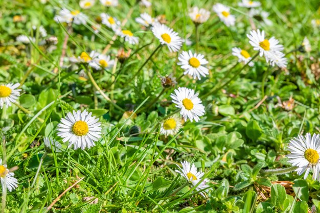 Nahaufnahmeaufnahme der schönen Gänseblümchen im Garten unter dem Sonnenlicht