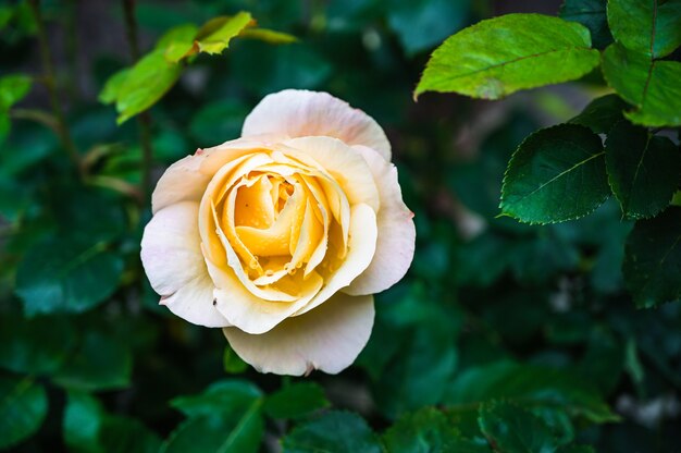 Nahaufnahmeaufnahme der schönen gelben Rosenblume, die in einem Garten blüht