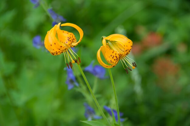 Nahaufnahmeaufnahme der schönen gelben Tigerlilienblumen