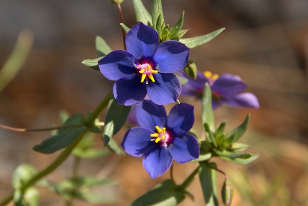 Nahaufnahmeaufnahme der schönen indigofarbenen Blume