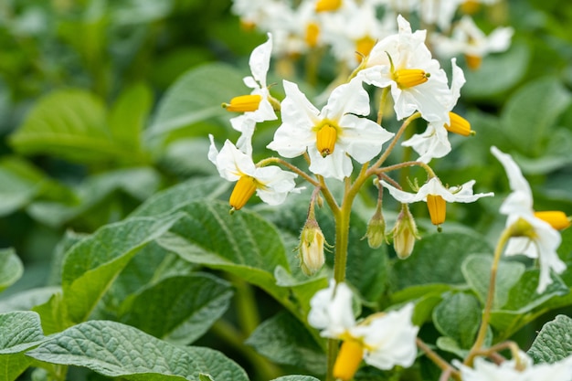 Nahaufnahmeaufnahme der schönen kalifornischen Rehlilienblume mit grünen Blättern