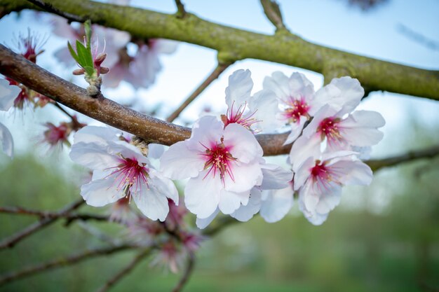 Nahaufnahmeaufnahme der schönen Kirschblüten