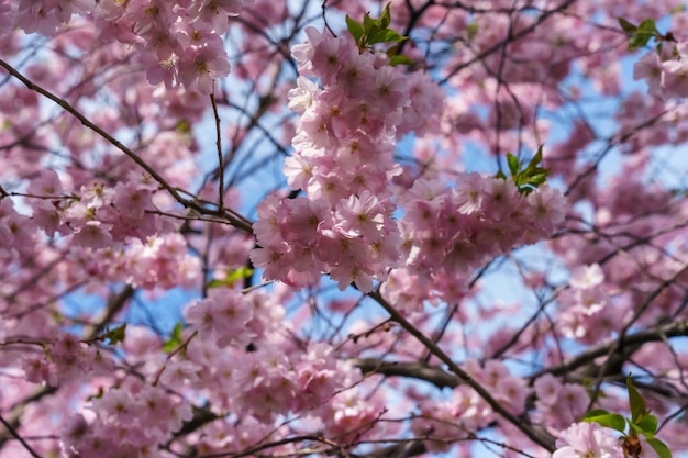 Nahaufnahmeaufnahme der schönen Kirschblütenblumen auf einem Baum zur Tageszeit