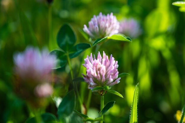 Nahaufnahmeaufnahme der schönen lila Nadelkissenblumen in einem Feld