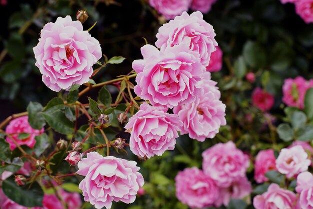 Nahaufnahmeaufnahme der schönen rosa Gartenrosen, die auf dem Busch wachsen