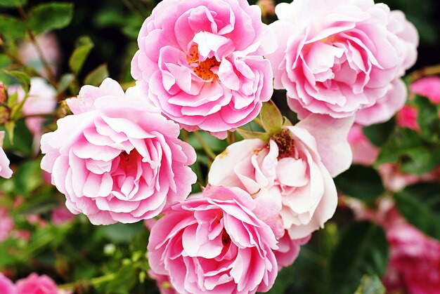Nahaufnahmeaufnahme der schönen rosa Gartenrosen, die auf dem Busch wachsen