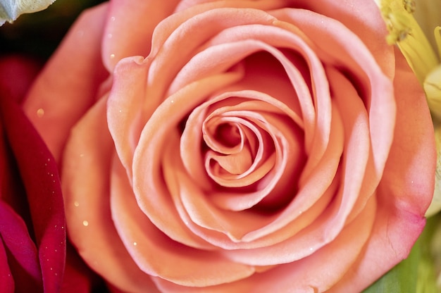 Nahaufnahmeaufnahme der schönen rosa Rose auf unscharfem Hintergrund