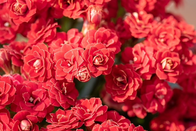 Nahaufnahmeaufnahme der schönen roten Blumen