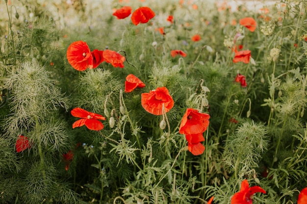 Nahaufnahmeaufnahme der schönen roten Mohnblumen in einem Feld im Tageslicht