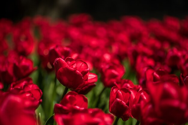 Nahaufnahmeaufnahme der schönen roten Tulpen, die im Feld wachsen
