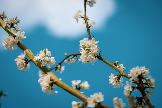 Nahaufnahmeaufnahme der schönen weißen Blüte auf einem Ast eines Baumes mit einem unscharfen blauen natürlichen Hintergrund