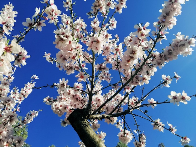 Nahaufnahmeaufnahme der schönen weißen Blumen auf Mandelbäumen und einem blauen Himmel