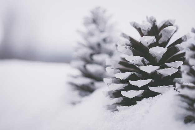 Nahaufnahmeaufnahme der schönen weißen Tannenzapfen im Schnee