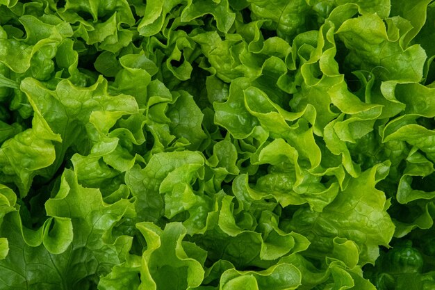 Nahaufnahmeaufnahme der Textur des frischen grünen Salats