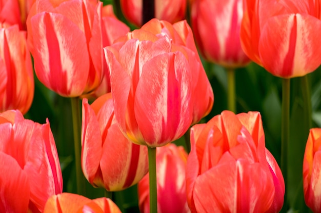 Nahaufnahmeaufnahme der Tulpenblumen im Feld an einem sonnigen Tag - perfekt für Hintergrund