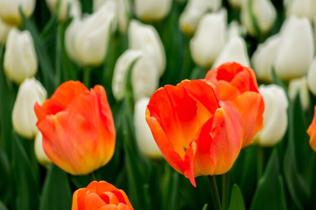 Nahaufnahmeaufnahme der Tulpenblumen im Feld an einem sonnigen Tag - perfekt für Hintergrund