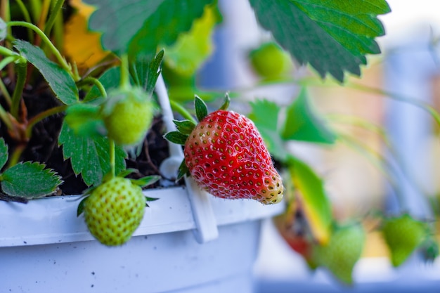 Nahaufnahmeaufnahme der wachsenden Erdbeeren