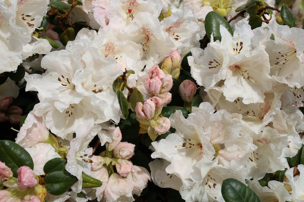 Nahaufnahmeaufnahme der weißen Rhododendronblumen