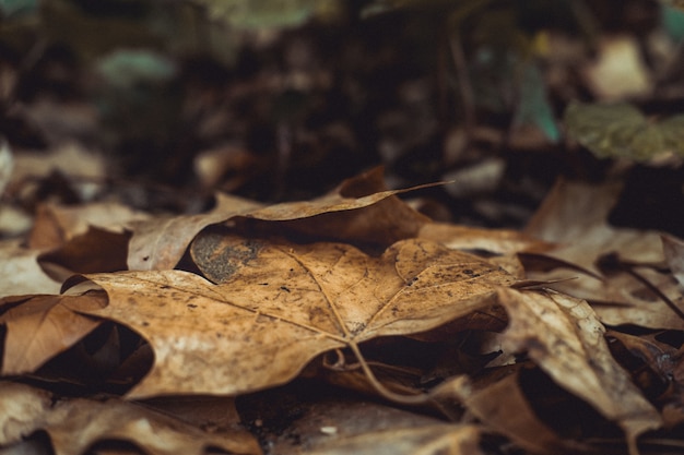 Nahaufnahmeaufnahme des alten trockenen Herbstlaubs, das auf dem Boden in einem Park liegt