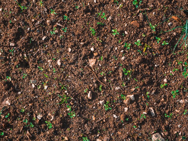 Nahaufnahmeaufnahme des Bodens auf dem Boden mit kleinen grünen Sprossen an einem sonnigen Tag