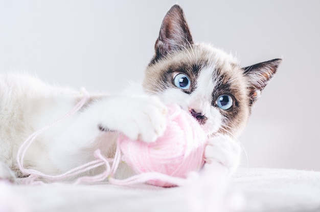 Nahaufnahmeaufnahme des braunen und weißen Gesichts einer niedlichen blauäugigen Katze, die mit einem Wollknäuel spielt