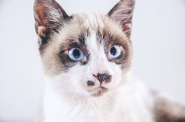 Nahaufnahmeaufnahme des braunen und weißen Gesichts einer niedlichen blauäugigen Katze