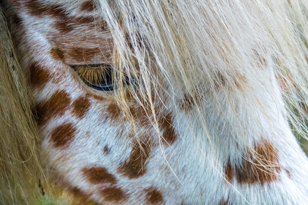 Nahaufnahmeaufnahme des Gesichtes eines weißen Pferdes mit braunen Punkten