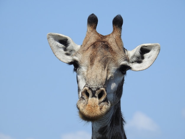 Nahaufnahmeaufnahme des Giraffenkopfes auf blauem Himmelhintergrund in Südafrika