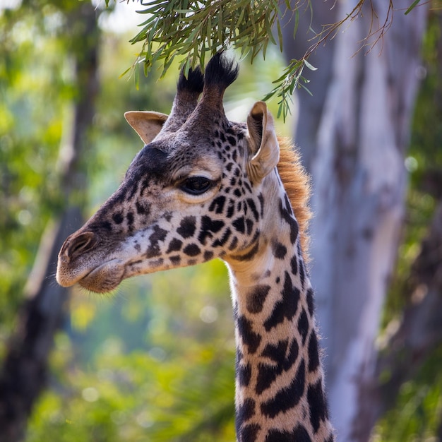 Nahaufnahmeaufnahme des Giraffenkopfes vor einem grünen Hintergrund an einem sonnigen Tag