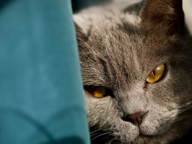 Nahaufnahmeaufnahme des Kopfes einer grauen britischen Katze