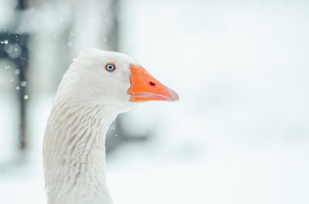 Nahaufnahmeaufnahme des Kopfes einer niedlichen Gans mit der verschwommenen Schneeflocke im Hintergrund