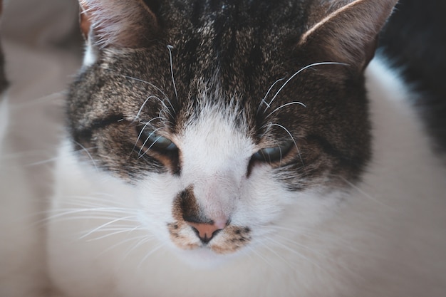 Nahaufnahmeaufnahme des Kopfes einer niedlichen weißen und grauen Katze mit grünen Augen