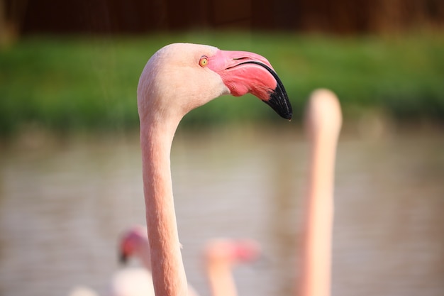 Nahaufnahmeaufnahme des Kopfes eines rosa Flamingos vor dem Wasser