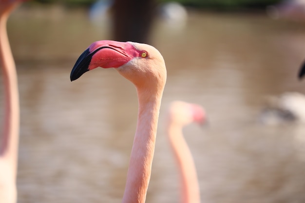 Kostenloses Foto nahaufnahmeaufnahme des kopfes eines rosa flamingos vor dem wasser