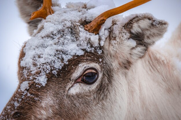 Kostenloses Foto nahaufnahmeaufnahme des kopfes eines schönen hirsches mit schneeflocken darauf