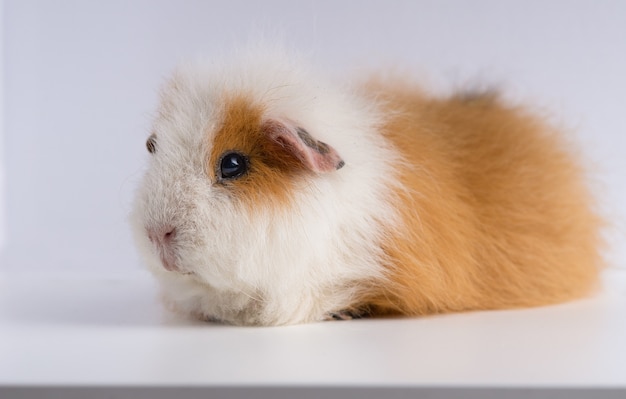 Nahaufnahmeaufnahme des meerschweinchens lokalisiert auf einem weißen hintergrund