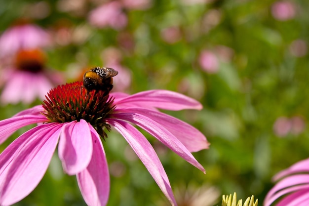 Nahaufnahmeaufnahme des purpurroten Sonnenhut mit einer Biene in der Mitte