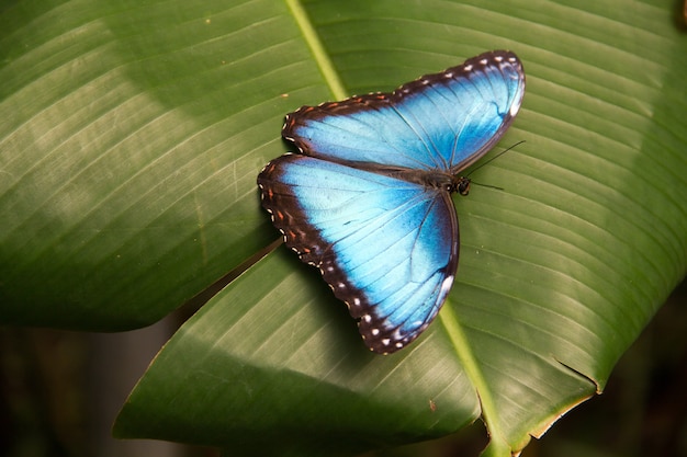 Nahaufnahmeaufnahme des schönen blauen Morpho-Schmetterlings auf einem Blatt